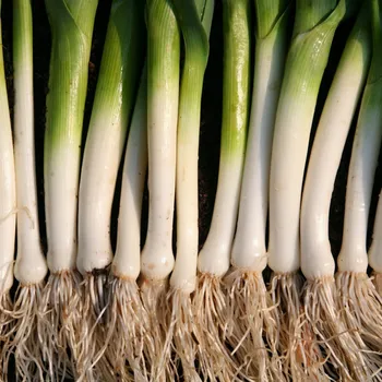 Semeno Pór letní Bystrín F1 - Allium porrum - osivo póru - 70 ks