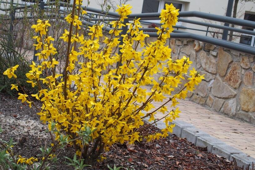 Zlatice prostřední, zlatý déšť 'Goldrausch' - Forsythia intermedia 'Goldrausch' Kontejner o objemu 2 litry velikost 20-40 cm