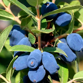 Sazenice ZIMOLEZ KAMČATSKÝ ´HONEYBEE´