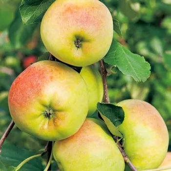 Sazenice JABLOŇ CRONCELSKÉ Podnož M26*