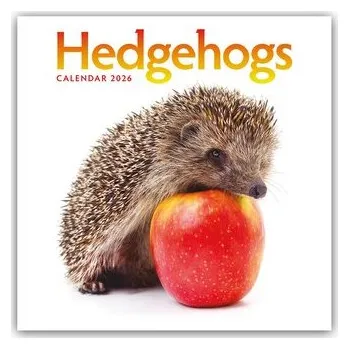 Encyklopedie Hedgehogs - Igel 2026 - Wand-Kalender - Carousel Calendar
