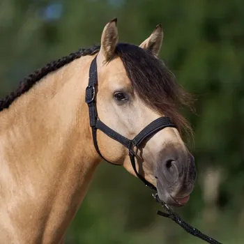 Stájová ohlávka IRH Sparkle, Pony - Černá