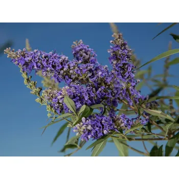 Sazenice Drmek obecný 'Delta Blues' Balení: kontejner C3,5