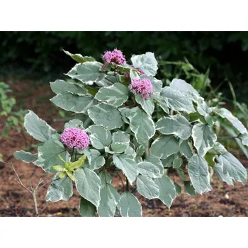 Sazenice Blahokeř Bungeův 'Pink Diamond' Balení: kontejner C2