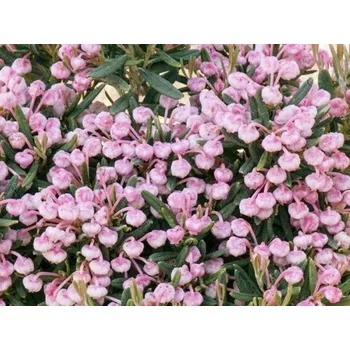 Sazenice Kyhanka sivolistá 'Blue Ice' Balení: kontejner p17