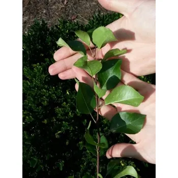 Sazenice Hrušeň obecná - vzrostlá 50-70 cm BM