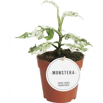 Bytová dekorace Gardners Monstera Frozen Freckles, průměr 12 cm Monstera