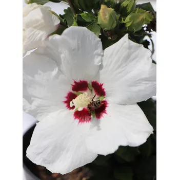 Sazenice Ibišek syrský 'Red Heart' 20-40 cm ko 3L