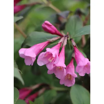 Sazenice Vajgélie květnatá 'Tango' 5-20 cm Ko1l