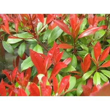 Sazenice Blýskavka Fraserova 'Little Red Robin' Balení: kontejner p17