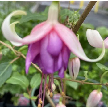 Dulce Elizabeth Fuchsie 848