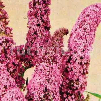 Buddleja Dav. Fascinating (Komule, Letní šeřík, Motýlí keř) - 1003