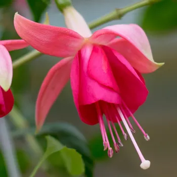Formosissima (Fuchsie) 1063F
