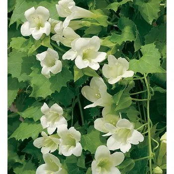 Asarina (Lofos) - 026 B