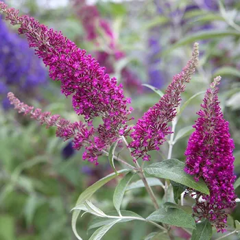 Buddleja cultivars, Summer Bird Raspberry trpasličí, tmavo růžový - 1007M