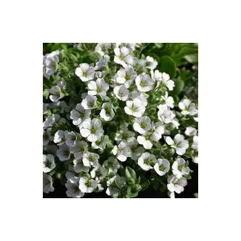 Šáter plazivý- Gypsophila cerast. Pixie Splash