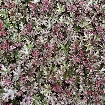 Heuchera,Dlužicha World Caffé Lungo