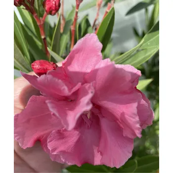Oleandr růžový-Nerium Double Pink plnokvětý - 176