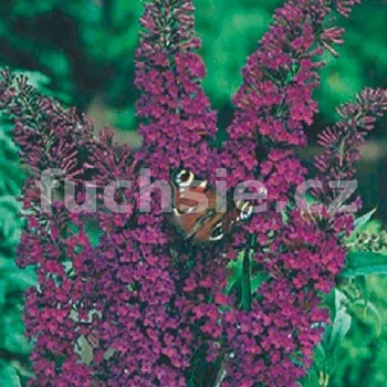 Buddleja Dav. Nanho Purple - 1005