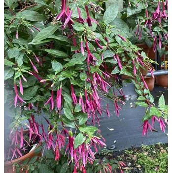 Zulu Queen Fuchsie 457