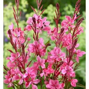 Gaura lindheimeriFlamingo Pink-svíčko 3103vec růžový