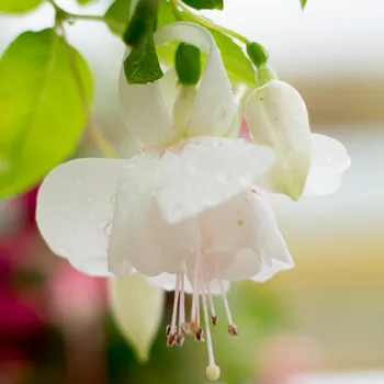 Jollies Trailing Toulon 1164 F