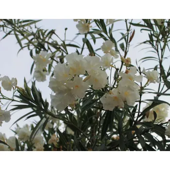 Oleandr bílý-Nerium plnokvětý - 177
