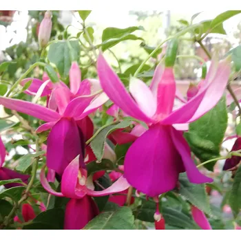 Delta s Groom Fuchsie 463