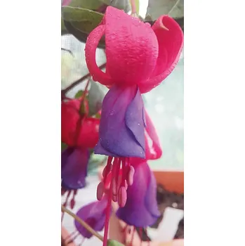 Pan Pain Care 1174 F