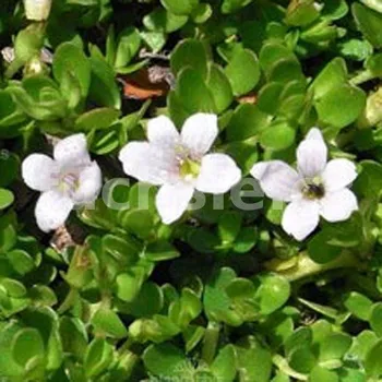 Bacopa monnieri - Brahmi (Bakopa drobnolistá) - 173L