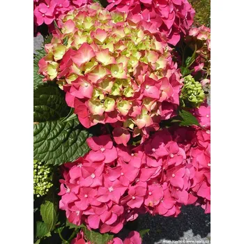 Hydrangea macr. "Rosita" - Hortenzie - 1048S