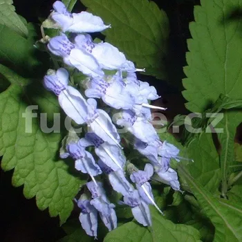 Dong-Ling-Coa - Isodon rubescens - 106D