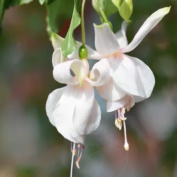 Christa Fersstl Fuchsie 910