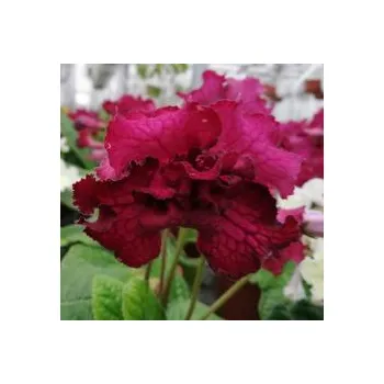 Streptocarpus plnokvětá tořivka tmavě vínová (květináč 12 cm)