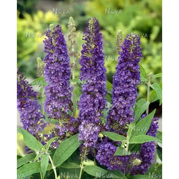 Buddleja Dav. Empire Blue (Komule,letní šeřík) - 1004