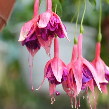 Montezuna Fuchsie 502