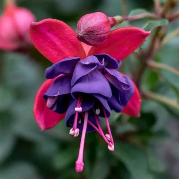 Ballerina Blau Fuchsie (GÖTZ D 1967) 202 201