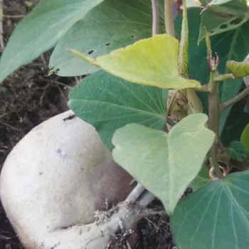 Povijnice zelená – Ipomea Batatas – Electra White - 061C