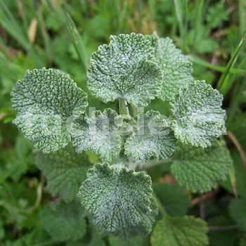 Marrubium vulgare Jablečník (Jablečník obecný) - 105J