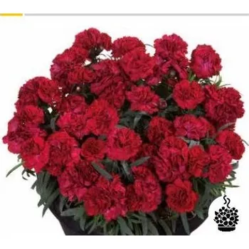 Hvozdík Dianthus caryophyllus (hvozdík)-červený - 067C
