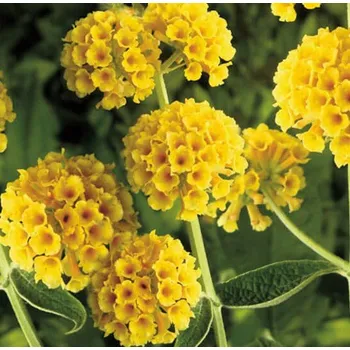 Buddleja Weyeriana Sungold - 1009
