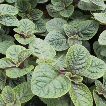 Molice brvitá – Plectranthus ciliatus - 089C