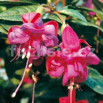 Ringwood Market Fuchsie (Clyne GB 1976) 228