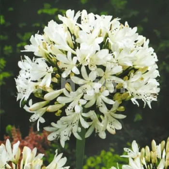 Agapanthus - bílý - 1083B