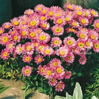 Astra skalková (Aster Alpinus Happy End)
