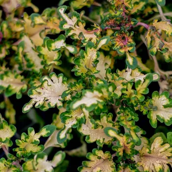 Coleus, Africká kopřiva- Malibu Apricot - 154 Ž