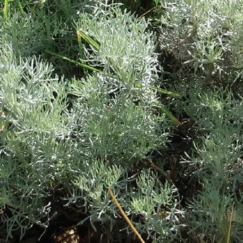 Pelyněk s&nbsp;vůní Coca Coly – Artemisia alba - 139C