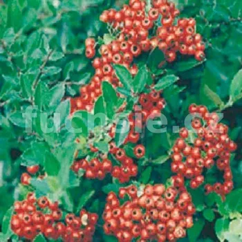 Hlohyně (Pyracantha Cocc. Red Column) - 1066