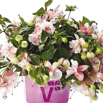 Leonita Double Pink-White 1159 F