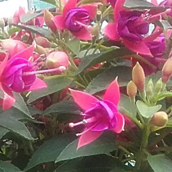 Alison Patricia Fuchsie (Johns GB 1991)